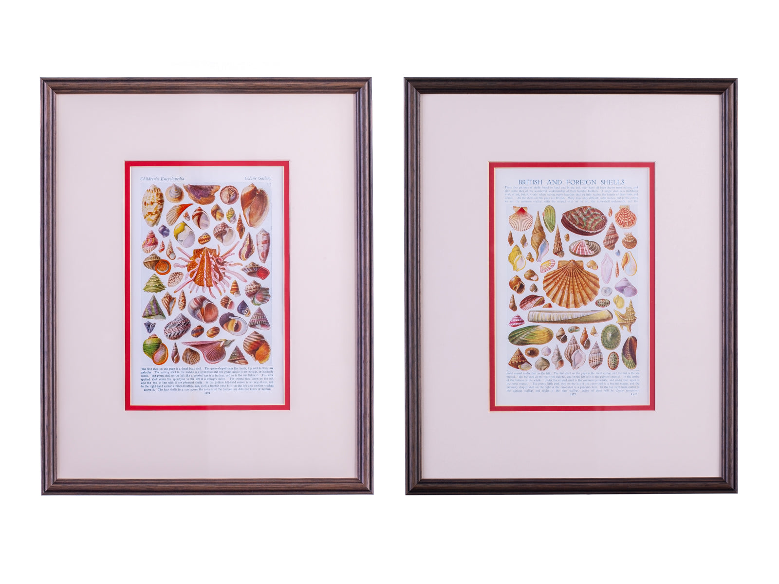 Pair of vintage framed prints of vintage illustrated shells, framed in pink